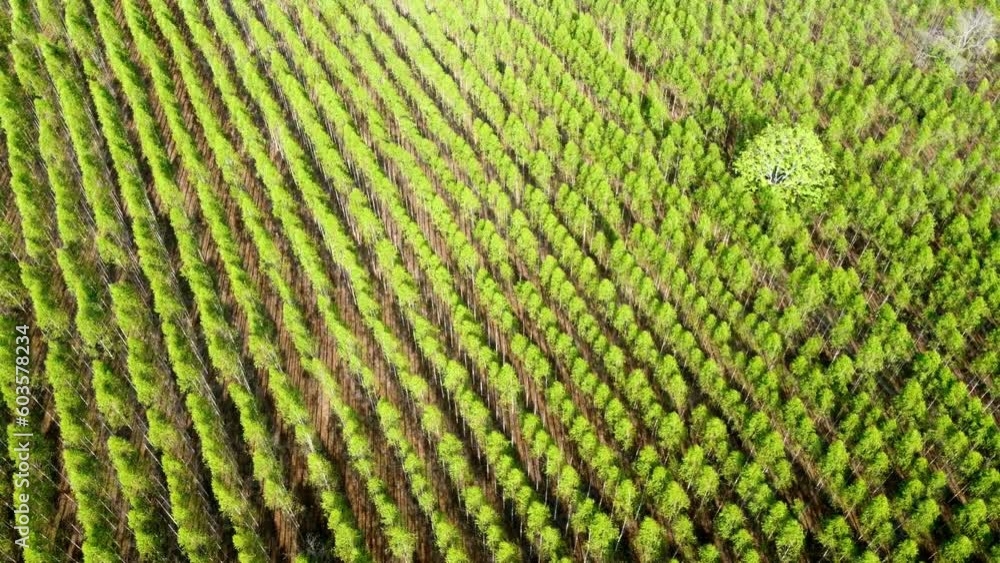 Growth of woods landscaped for Industrial cultivation paper production. Eucalyptus plantation scenery outdoors in top view. Drone aerial view outside of the woodland growing agricultural. Growth of woods landscaped for Industrial cultivation paper production. Eucalyptus plantation scenery outdoors in top view. Drone aerial view outside of the woodland growing agricultural.