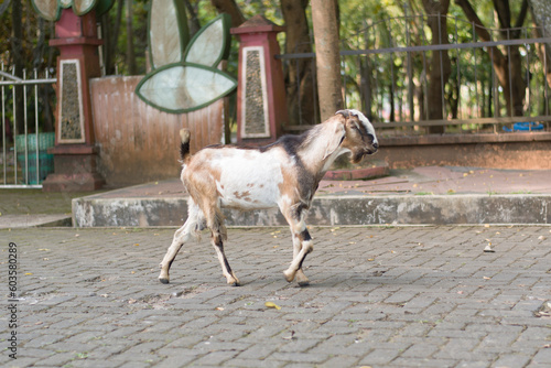 white brown male goat walking in the park