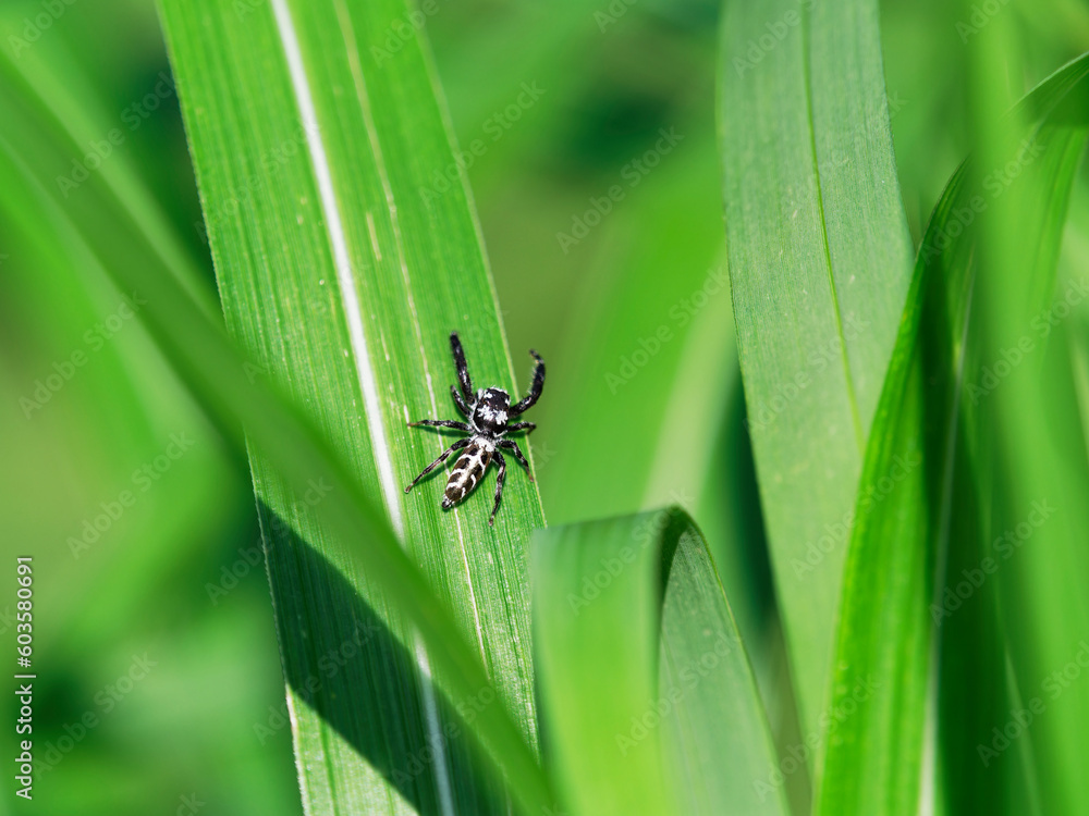 Naklejka premium ヤハズハエトリ