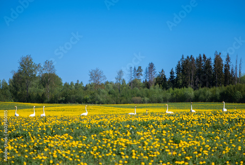 Swans in a blooming dandelion meadow, spring landscape with nature of Latvia