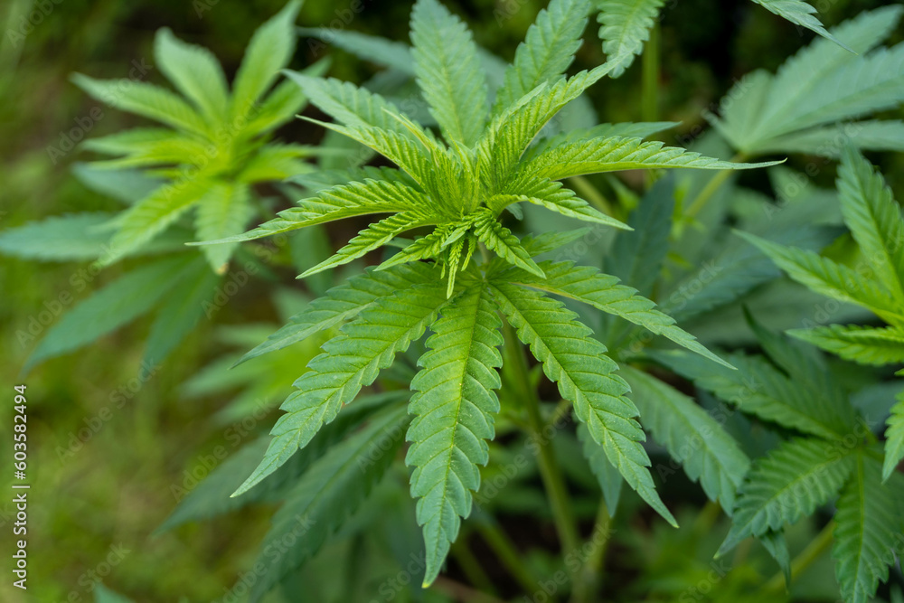 Cannabis plant in the field. Green leaves of marijuana. Cannabis plant in the field. Green leaves of marijuana.