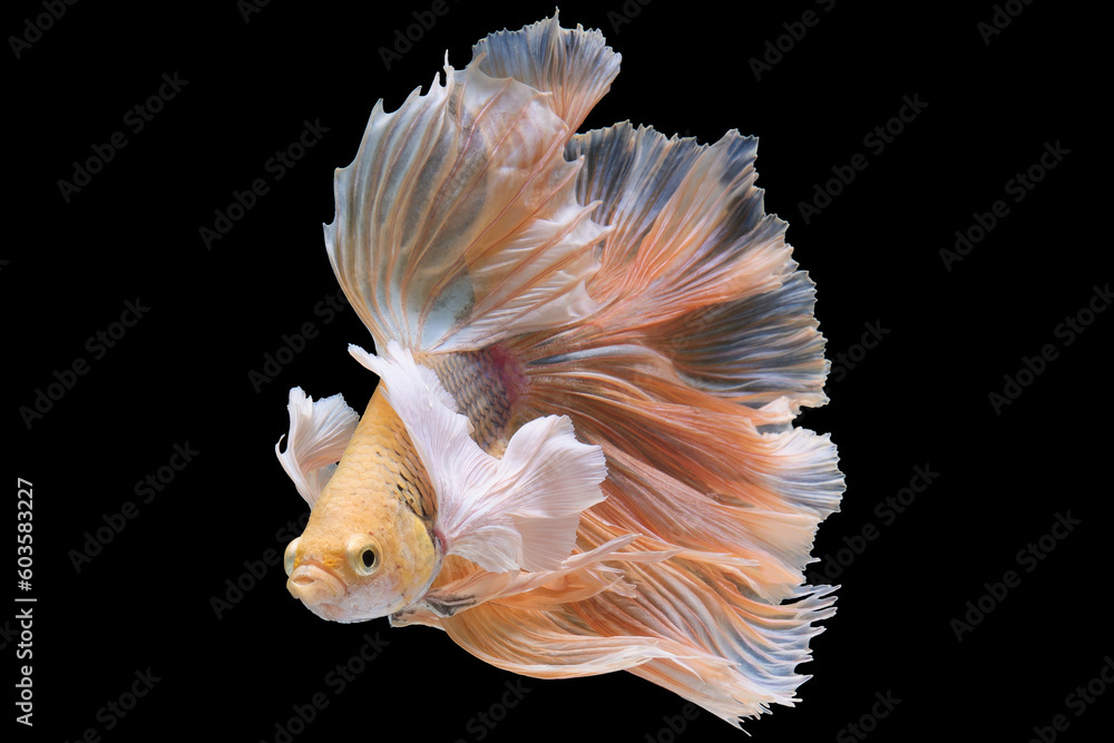 Set against the darkness the white betta fish's delicate and graceful movements create a mesmerizing display highlighting its ethereal charm. Set against the darkness the white betta fish's delicate and graceful movements create a mesmerizing display highlighting its ethereal charm.