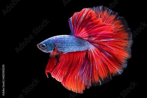 The vivid colors of the blue betta fish's body and its contrasting red tail against the black background create a visually stunning and captivating image showcasing the intricate beauty of nature.