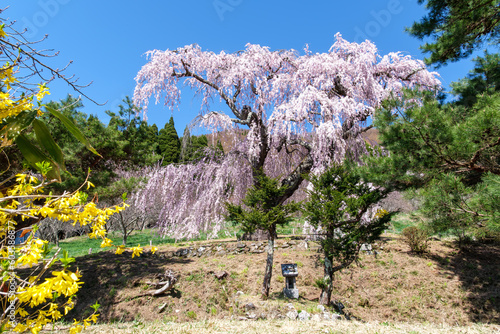 弁天さんの一本桜