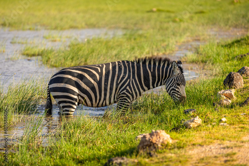 Plains zebra  equus quagga  equus burchelli  common zebra grazing and standing in the water  Amboseli national park  Kenya.