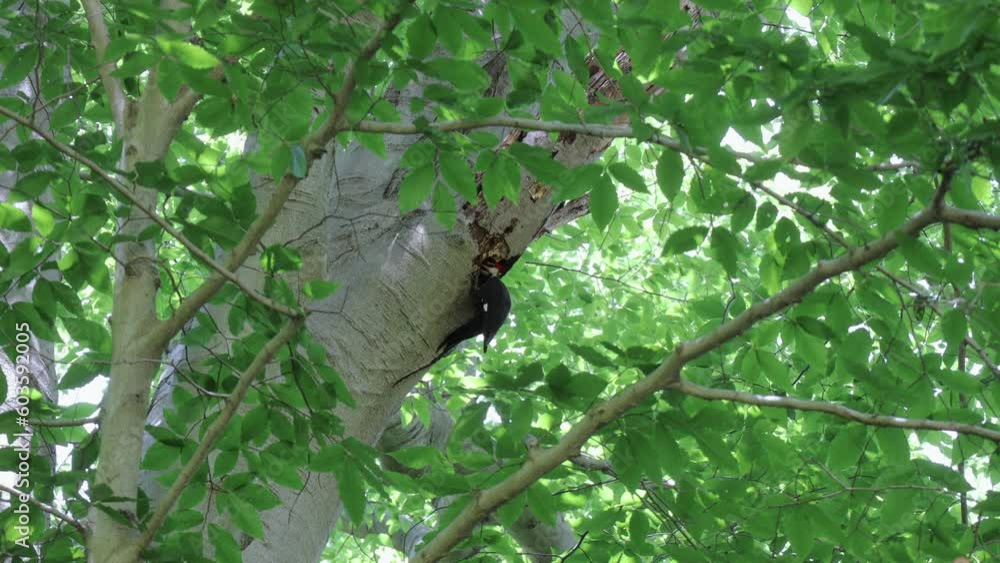 Pileated Woodpecker bird on tree foraging for bugs Pileated Woodpecker bird on tree foraging for bugs