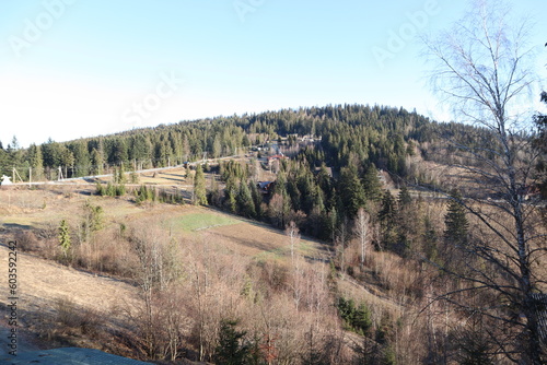 forest in the mountains