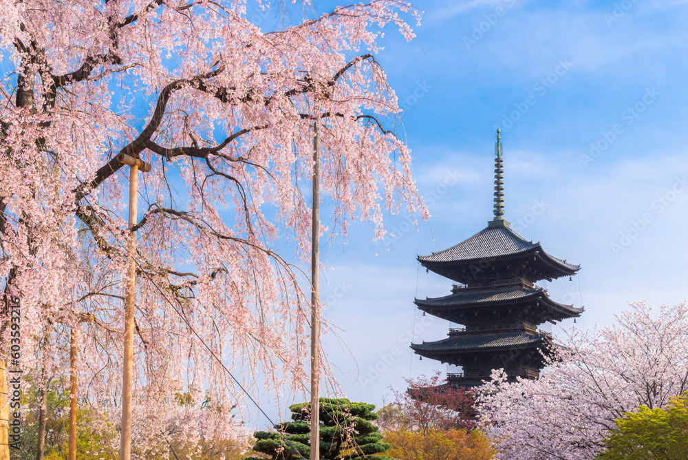 Japan - March 30, 2023 : Scenic landscape of Toji Temple Garden with Pink Sakura Trees blooming in Spring, Toji temple is one of most famous landmark of Kyoto Japan - March 30, 2023 : Scenic landscape of Toji Temple Garden with Pink Sakura Trees blooming in Spring, Toji temple is one of most famous landmark of Kyoto
