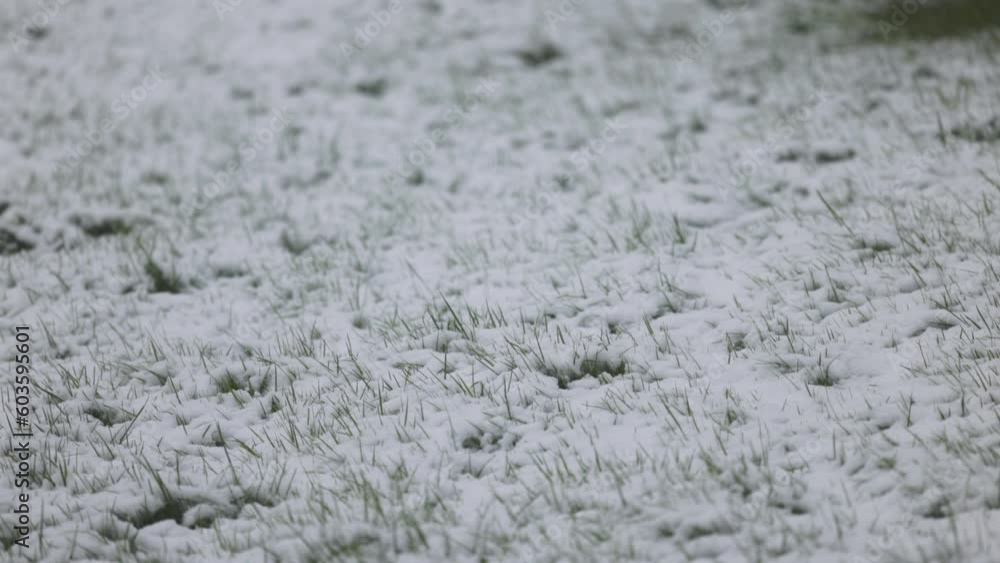 Snow falling on the grass forming a snowy carpet. Snow falling on the grass forming a snowy carpet.