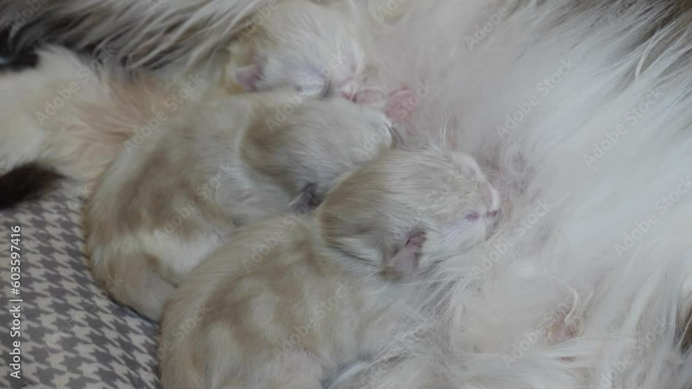 Ragdoll cat feline giving birth to infant kitty pet breast feeding Ragdoll cat feline giving birth to infant kitty pet breast feeding
