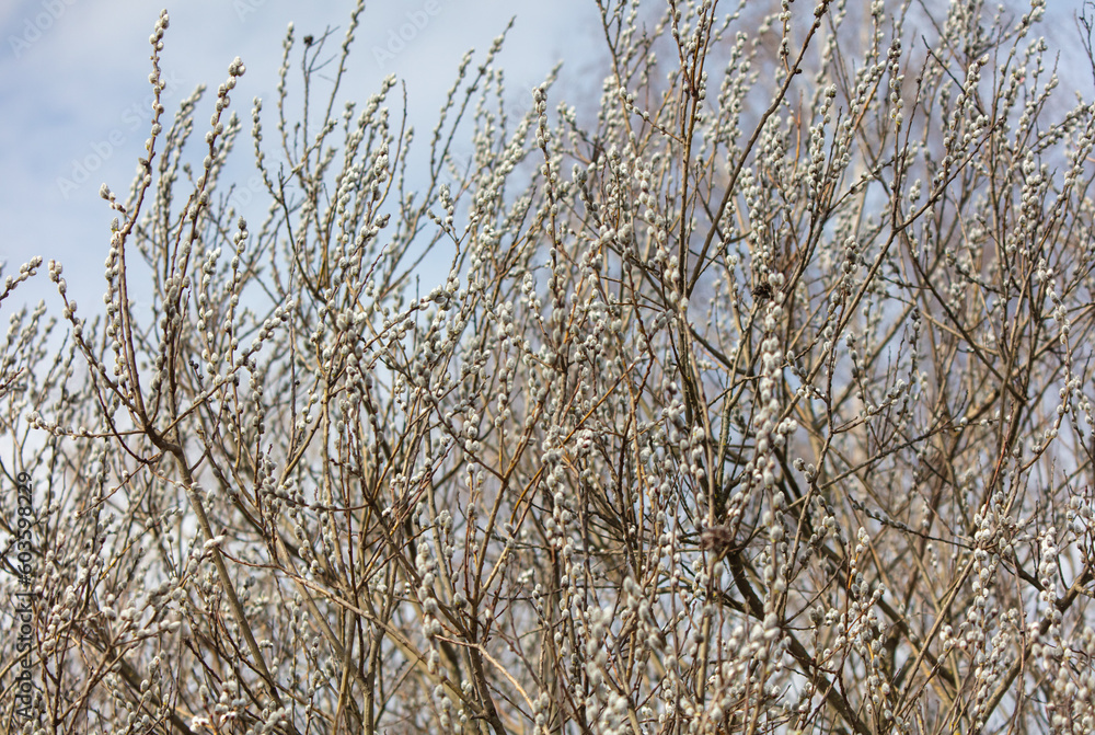 Willow branches with catkins on a background of blue sky. Willow branches with catkins on a background of blue sky.