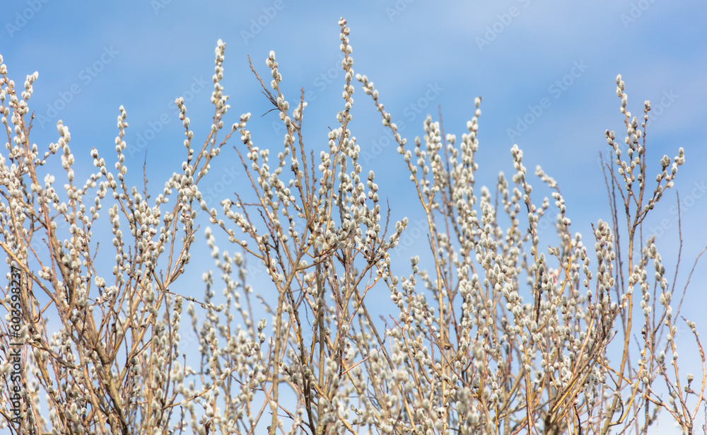 Willow branches with catkins on a background of blue sky. Willow branches with catkins on a background of blue sky.