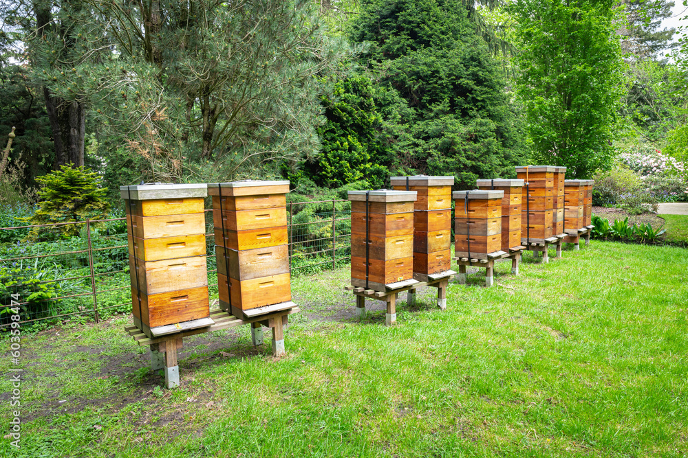 Row of wooden bee hives on the edge of a forest Row of wooden bee hives on the edge of a forest