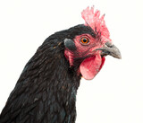 Portrait of a black rooster on a white background. Close-up.