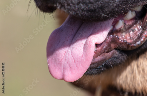 German shepherd dog tongue close-up. photo