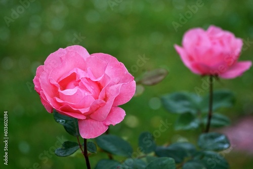 View of pink rose flower in bloom.