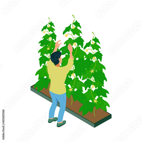 Greenhouse Cultivation Isometric Composition