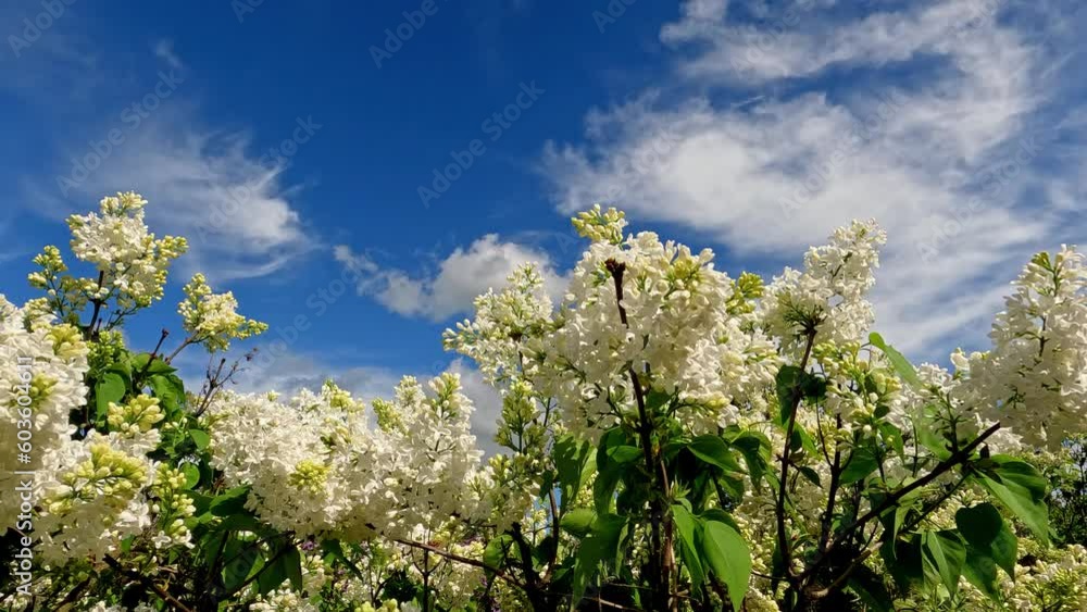 A close-up of jasmine plants in the yard beneath a crystal clear sky A close-up of jasmine plants in the yard beneath a crystal clear sky