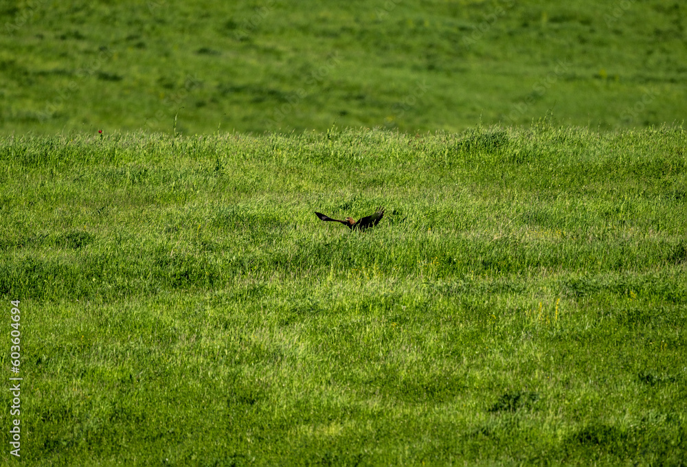 bird of prey - brown buzzard flies over the clearing and hunts bird of prey - brown buzzard flies over the clearing and hunts