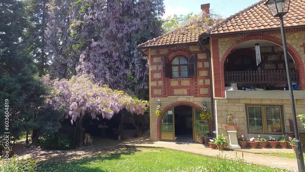 Majestic purple tree and charming brick house with beautiful garden. Majestic purple tree and charming brick house with beautiful garden.
