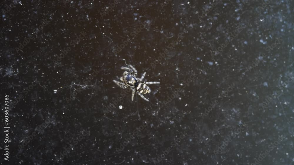 A macro lens captures a close-up view of a tiny spider on the glass A macro lens captures a close-up view of a tiny spider on the glass