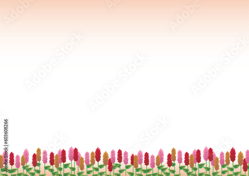ケイトウの花の手描きベクターイラスト