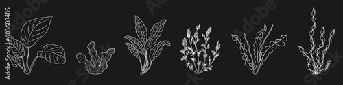 Different underwater plants in lines. Aquarium algae for design. Graphic elements of marine vegetation