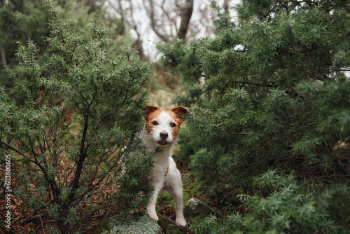 Photo little dog in the forest