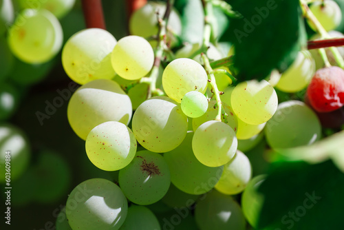 Growing Harvesting Grapes . White grape in the garden 