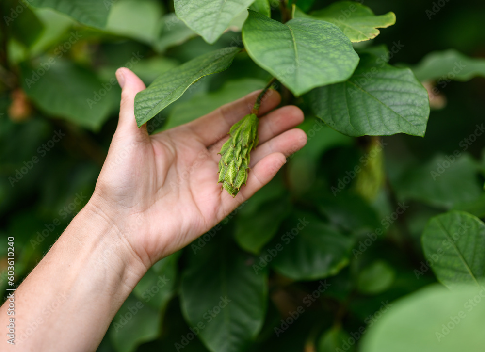 Magnolia leaves and unripde seeds in the garden. Selective focus. Magnolia leaves and unripde seeds in the garden. Selective focus.