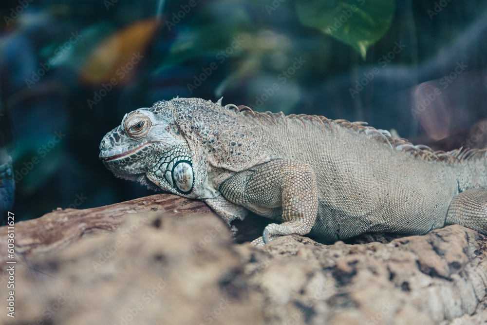 iguana in the zoo, Iguanidae, grey and green lizard on the rock iguana in the zoo, Iguanidae, grey and green lizard on the rock