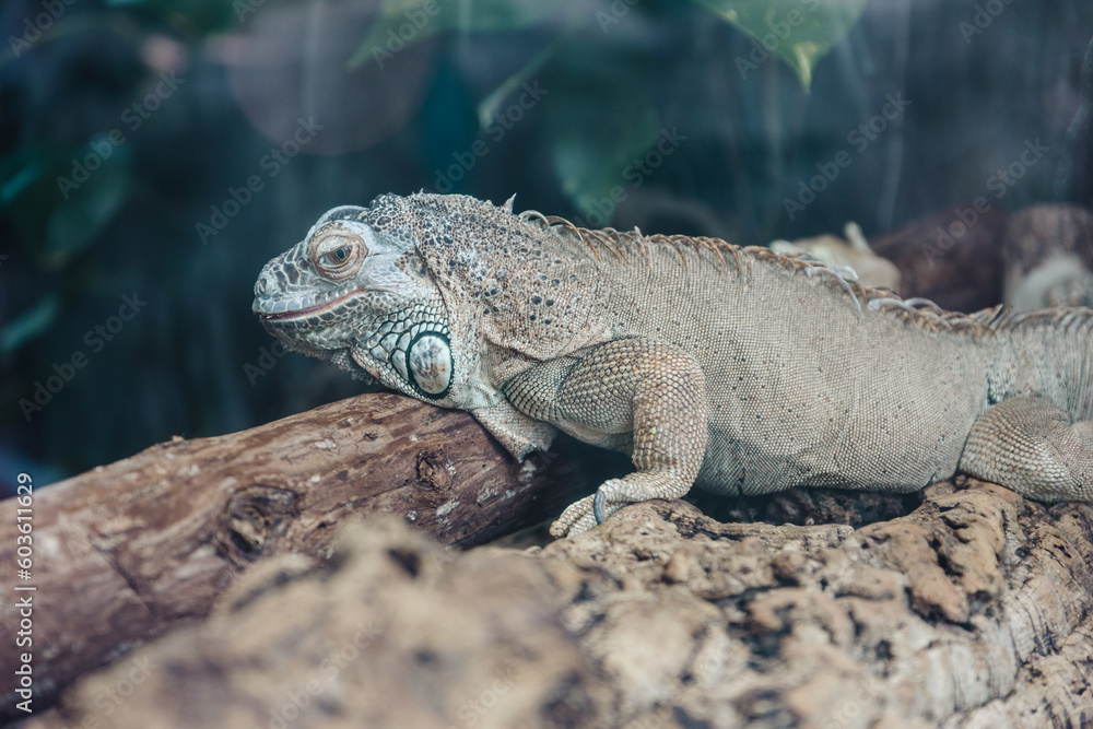 a iguana on a tree with green leaves background a iguana on a tree with green leaves background