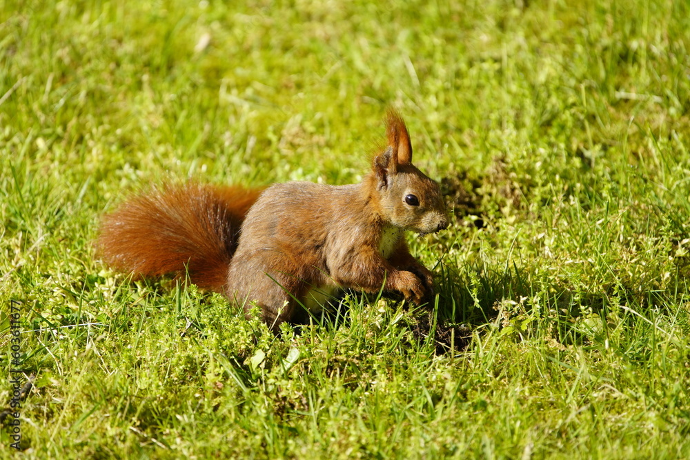 Red squirrel or Eurasian red squirrel asks for food (Sciurus vulgaris) Sciuridae family. Hanover, Germany Red squirrel or Eurasian red squirrel asks for food (Sciurus vulgaris) Sciuridae family. Hanover, Germany