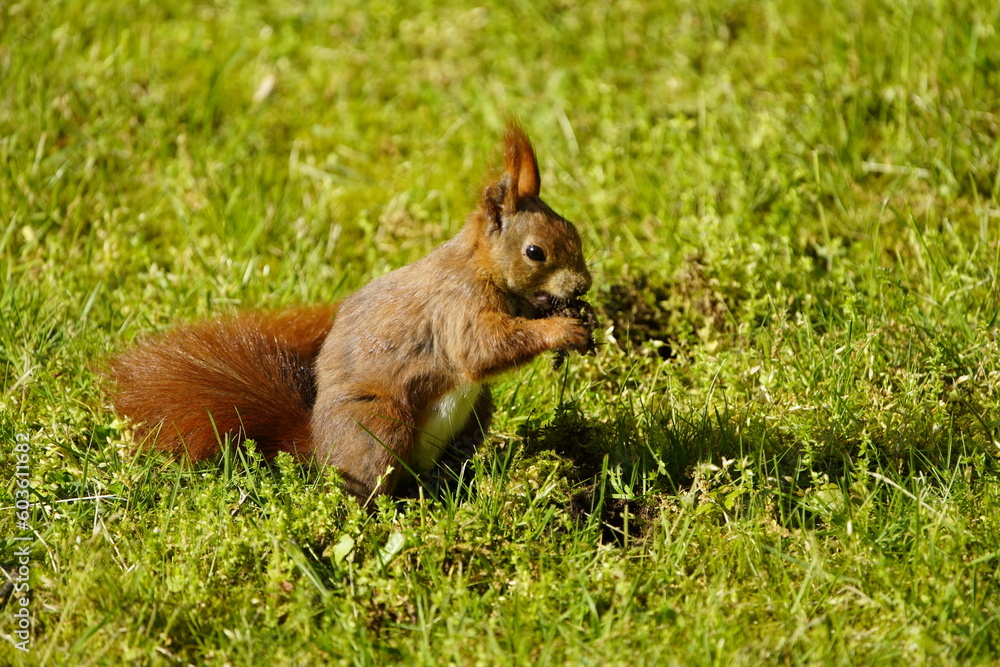 Red squirrel or Eurasian red squirrel asks for food (Sciurus vulgaris) Sciuridae family. Hanover, Germany Red squirrel or Eurasian red squirrel asks for food (Sciurus vulgaris) Sciuridae family. Hanover, Germany