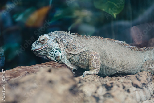 iguana in the zoo, Iguanidae, grey and green lizard on the rock