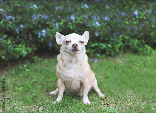 brown short hair  Chihuahua dog sitting on green grass in the garden with purple flowers blackground, squint eyes.