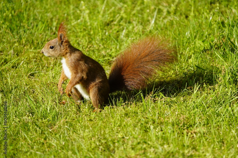 Red squirrel or Eurasian red squirrel asks for food (Sciurus vulgaris) Sciuridae family. Hanover, Germany Red squirrel or Eurasian red squirrel asks for food (Sciurus vulgaris) Sciuridae family. Hanover, Germany