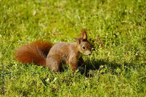 Red squirrel or Eurasian red squirrel asks for food (Sciurus vulgaris) Sciuridae family. Hanover, Germany