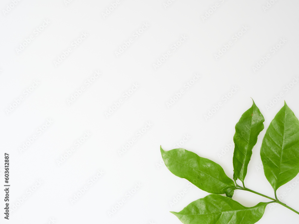Fresh green coffee leaves, top view Fresh green coffee leaves, top view
