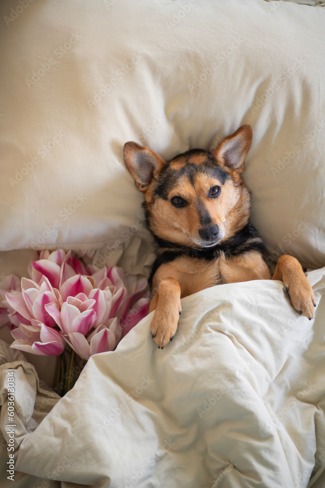 A small beautiful dog cuddles in bed in the morning. Tulips are nearby