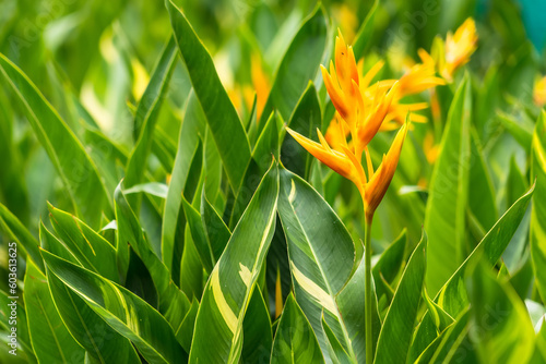 Heliconia flowers with green leaves background in garden