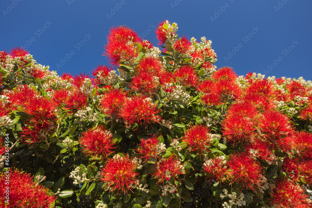 Beautiful red blooms blooming in Madeira island