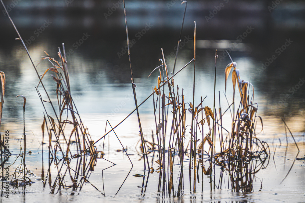 Fototapeta premium Celle, 15.06.2023