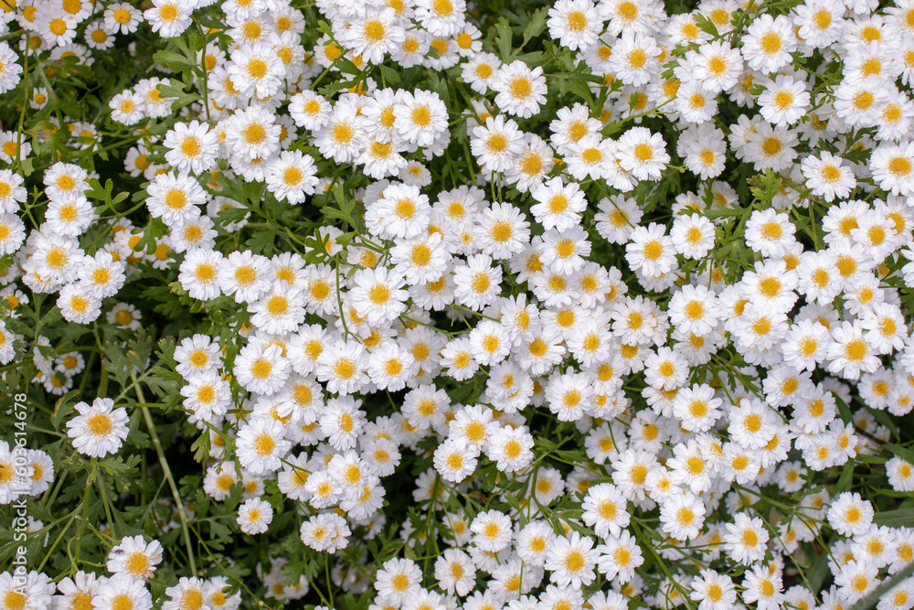 Daisies in the summertime garden Daisies in the summertime garden