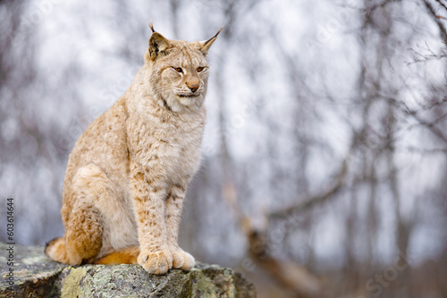 Beautiful eurasian lynx sitting on a rock in the forest