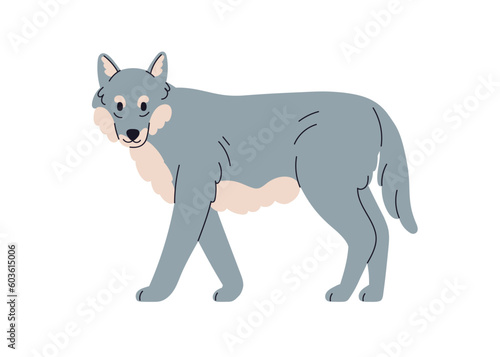 Grey wolf, wild forest canine animal. Carnivore, wood beast. Canis lupus, car...