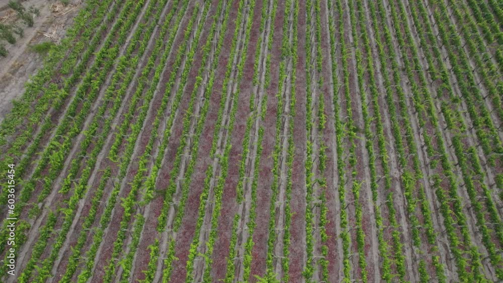 Aerial Shot Of Green Saplings In Agriculture Field At Sunset, Ica, Peru Aerial Shot Of Green Saplings In Agriculture Field At Sunset, Ica, Peru