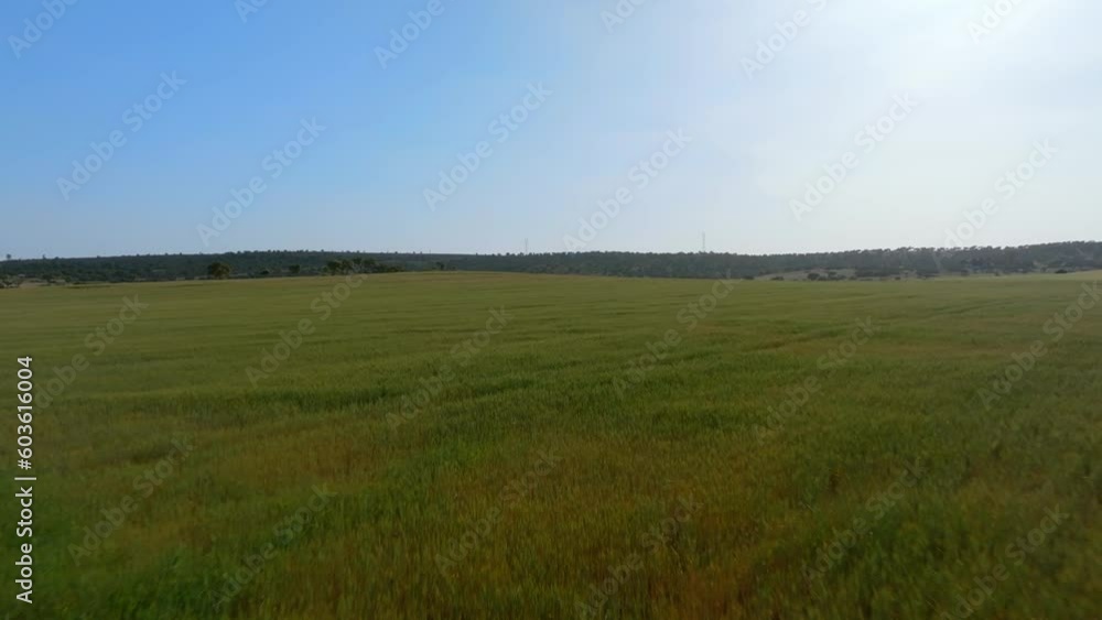 Flying over fileds of lush green wheat crop that are ready for harvest Flying over fileds of lush green wheat crop that are ready for harvest
