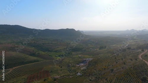 Flying above the hilly landscape of Dehesa extremeña full of  fields of olive trees photo