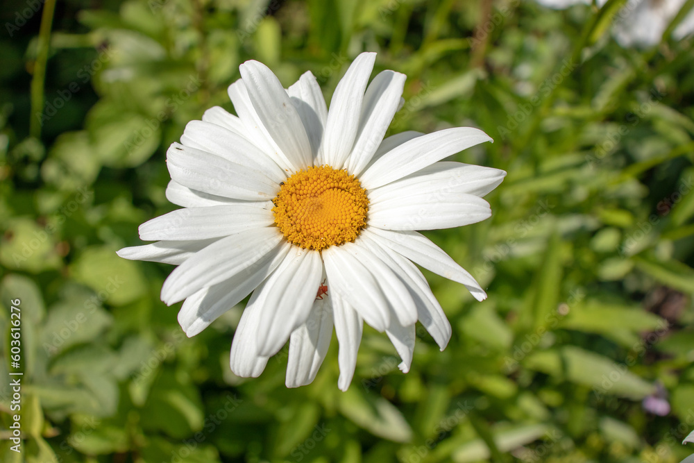 Fototapeta premium Daisies in the summertime garden